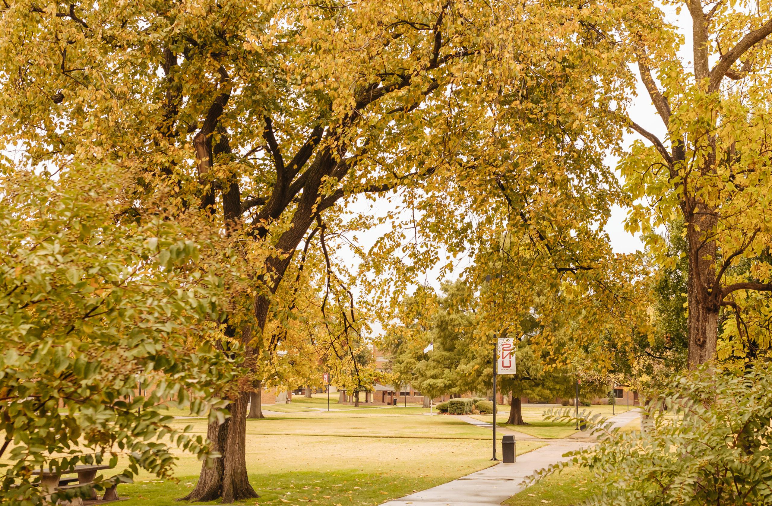 Tree's on SNU's campus